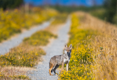 Tips For Encountering an Animal On Your Run
