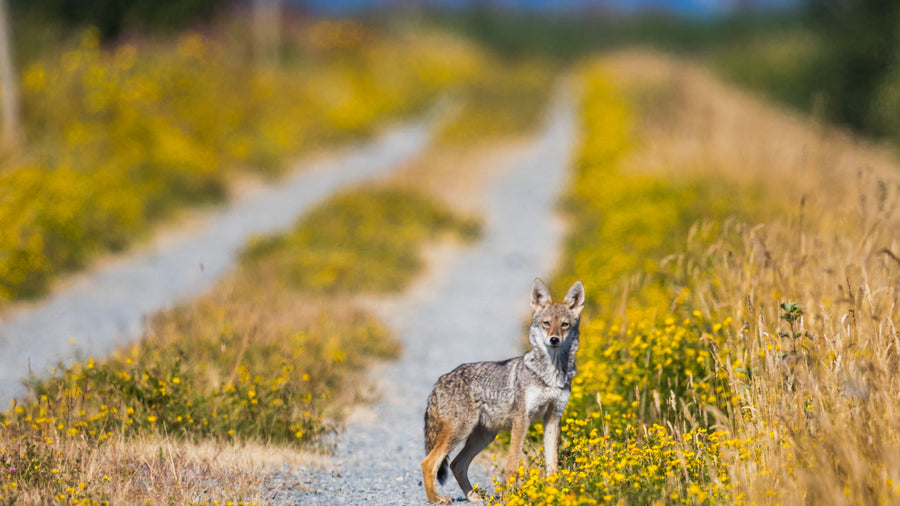Tips For Animal Encounters On a Run | FlipBelt.com